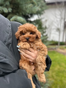 Тедди мишка мальчик мальтипу ф2 мини