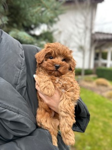 Тедди мишка мальчик мальтипу ф2 мини