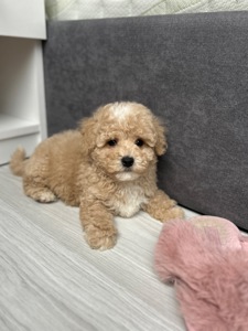 Супер милый мальчик мальтипу ф1 беби фейс