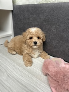 Супер милый мальчик мальтипу ф1 беби фейс