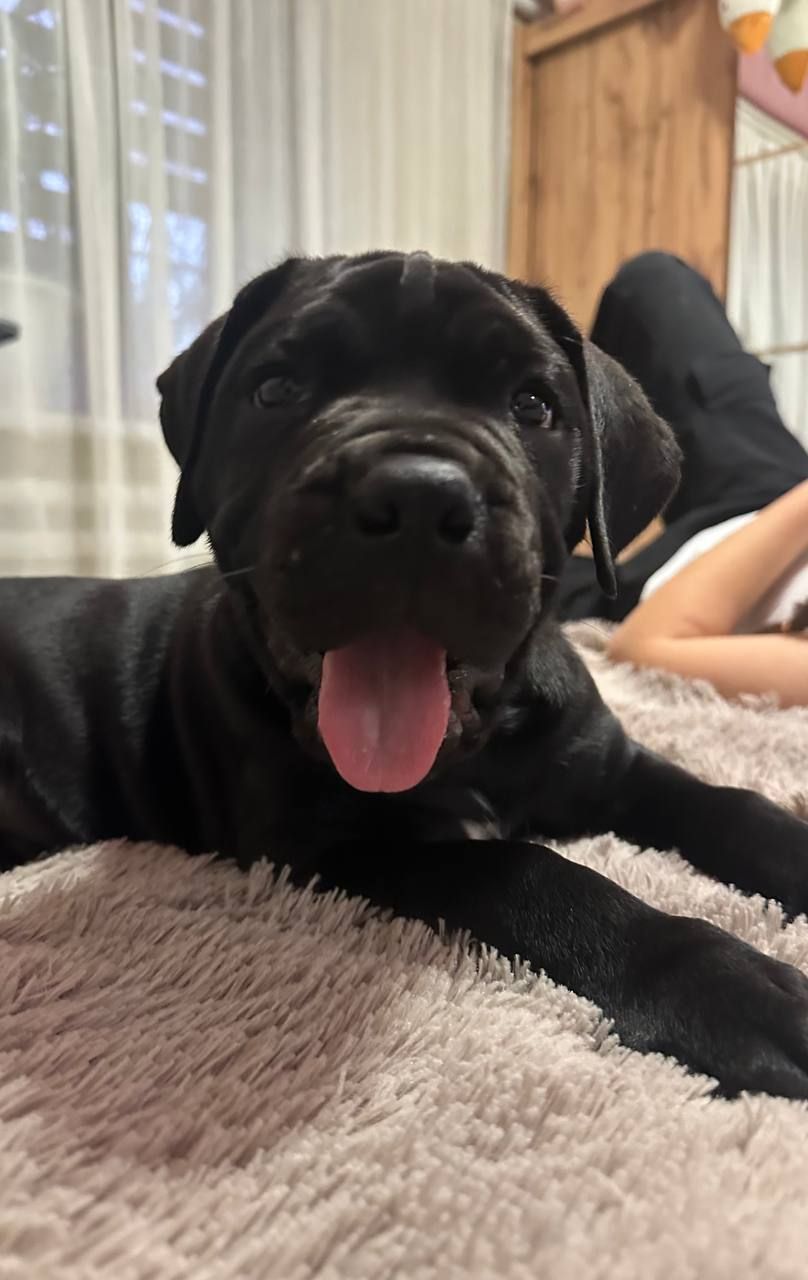 Красунчик корсенятко