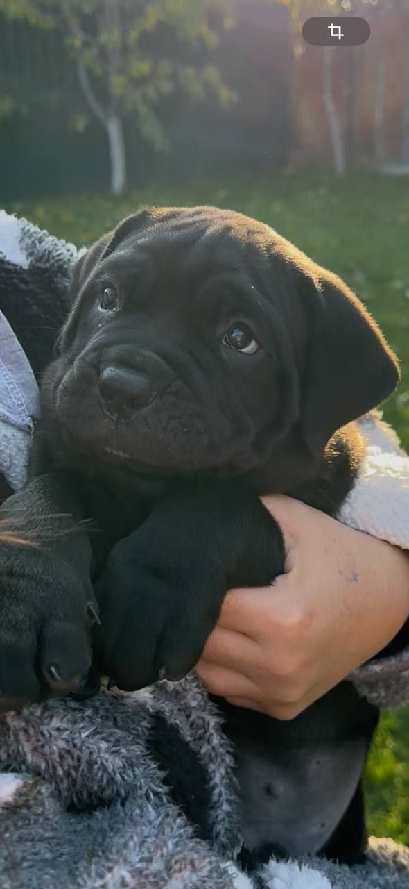 Красунчик корсенятко