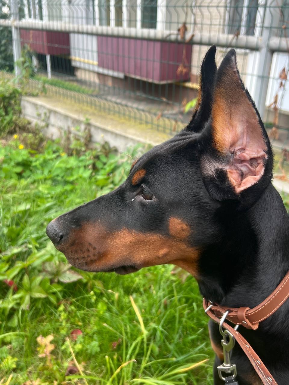 Доберман, дівчинка