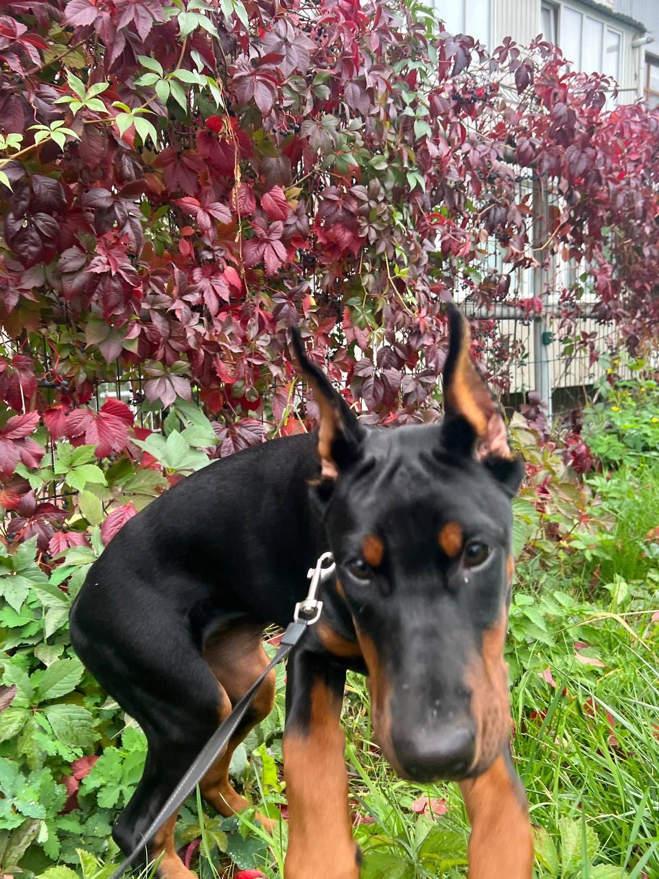 Доберман, дівчинка