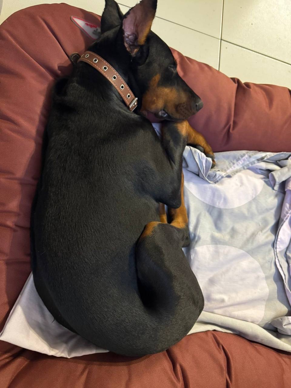 Доберман, дівчинка