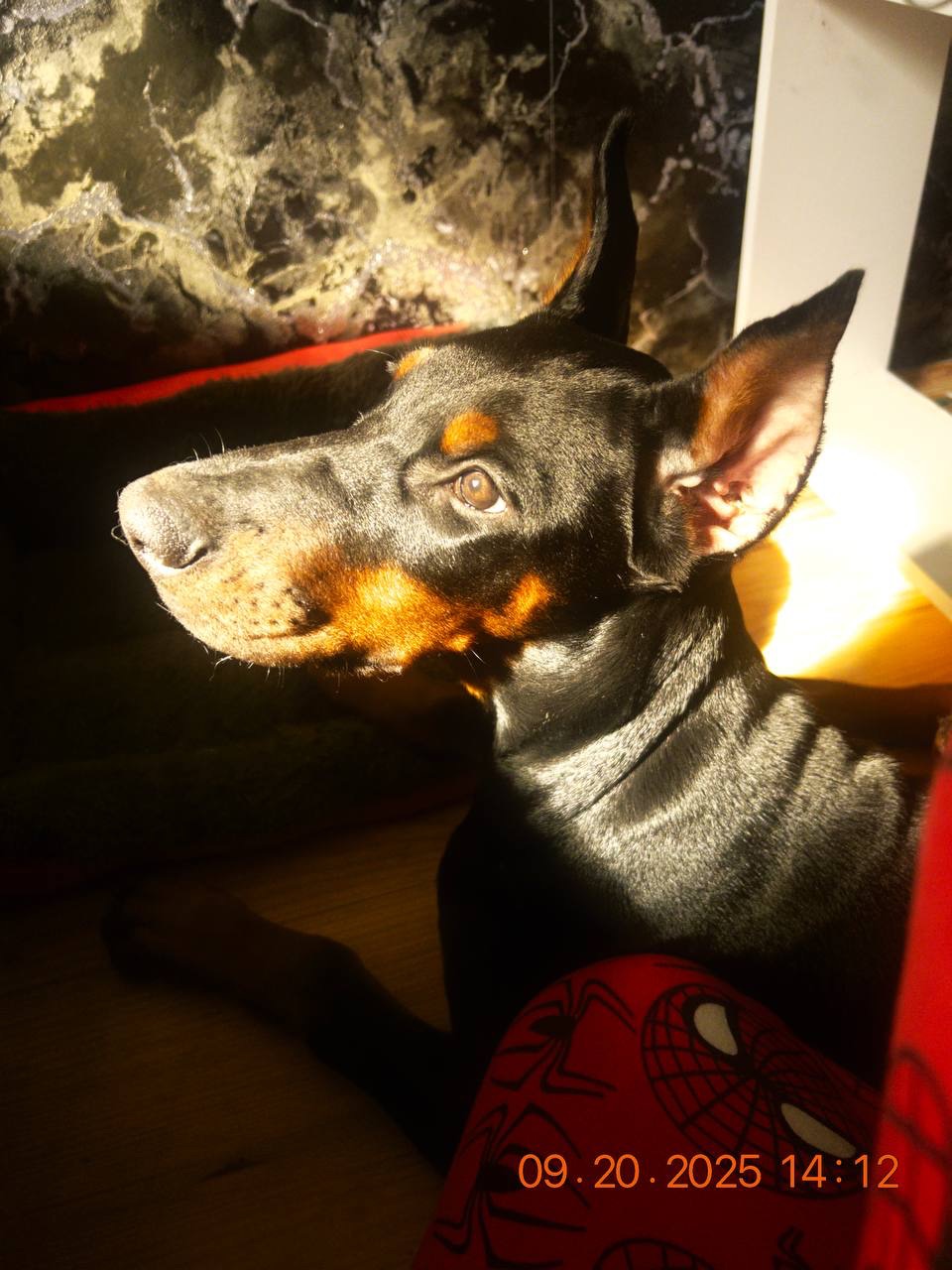 Доберман, дівчинка