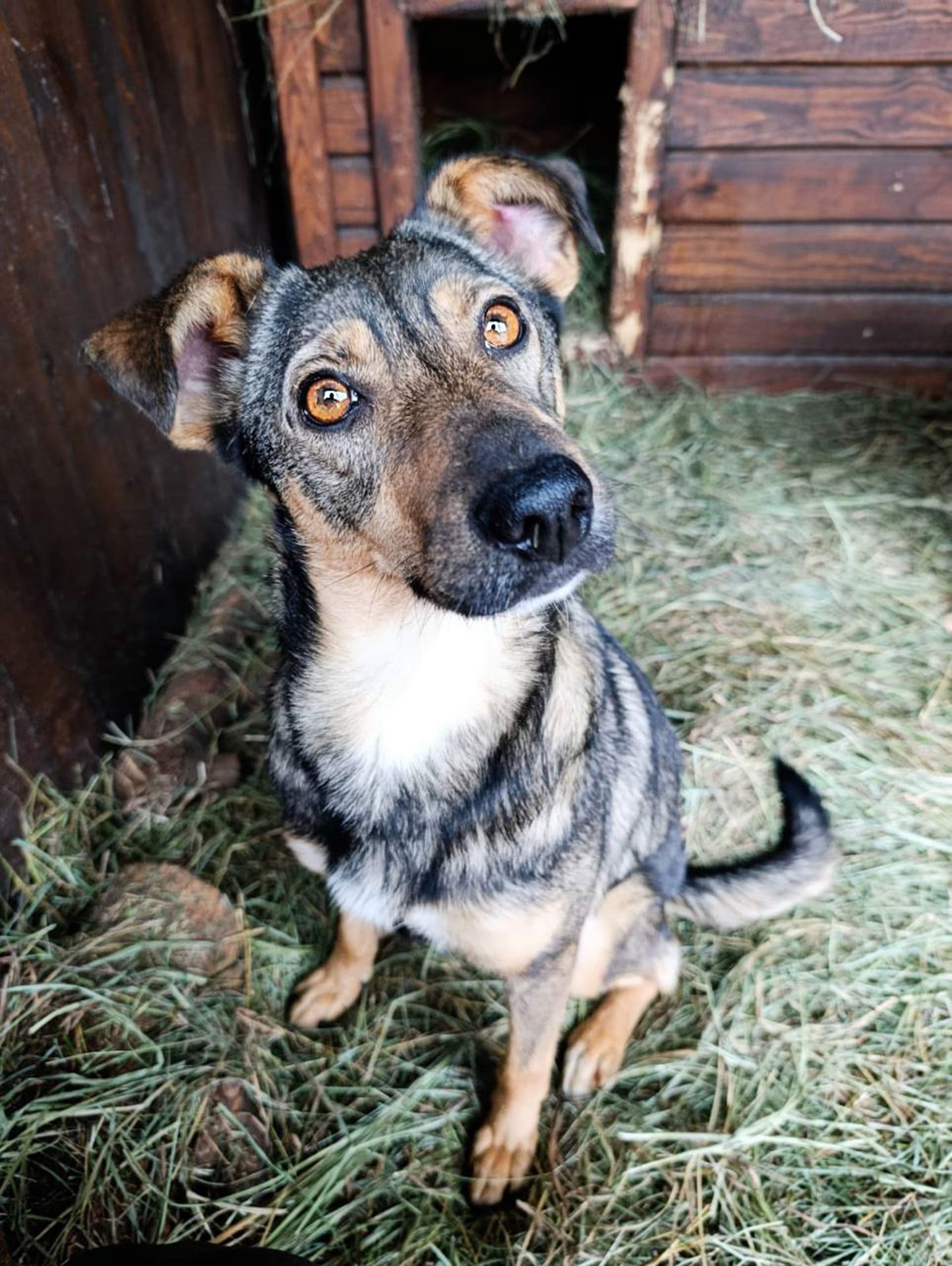 Кориця з Райського