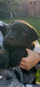 Красунчик корсенятко