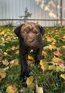 Красунчик корсенятко