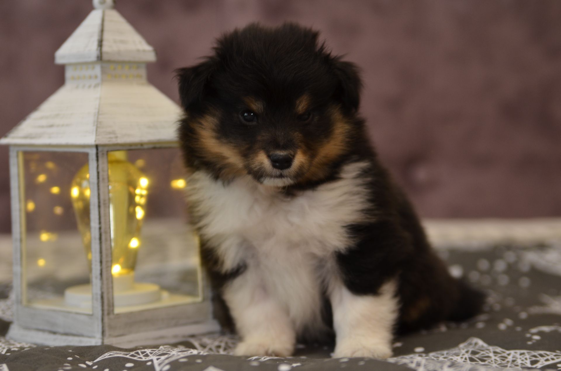 Цуценята породи шелті