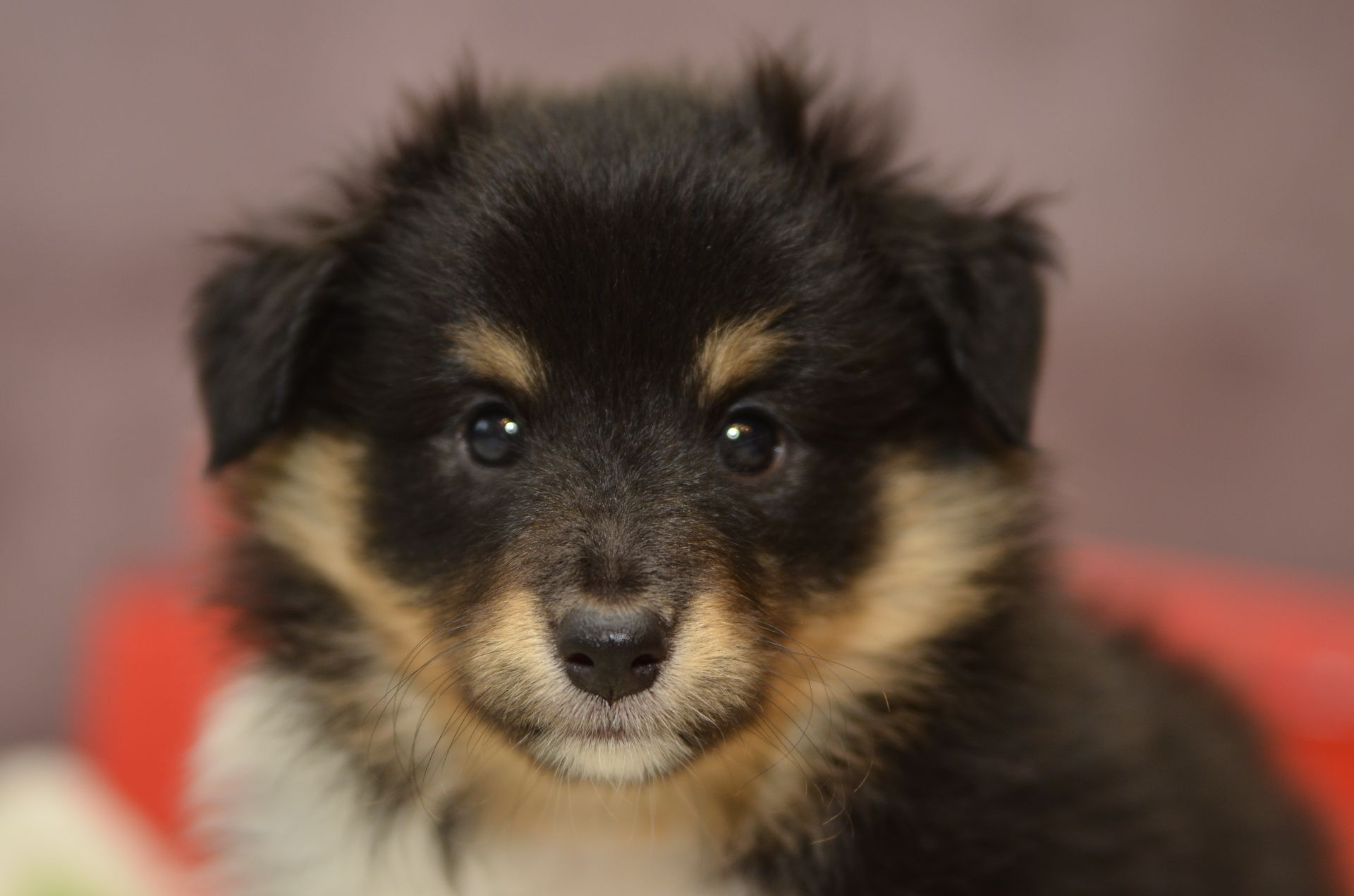 Цуценята породи шелті