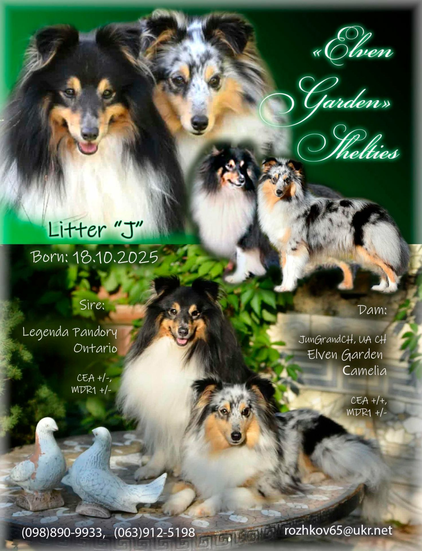 Цуценята породи шелті