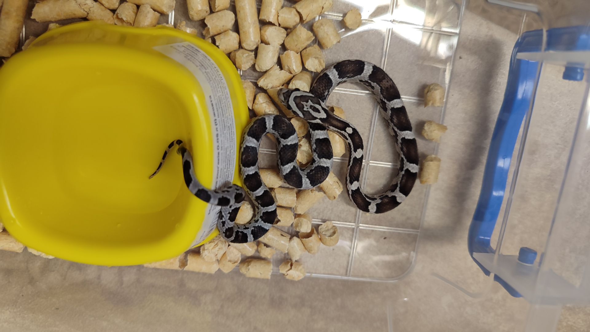 маїсовий полоз