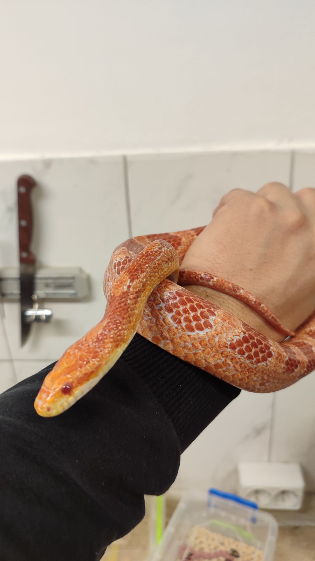 маїсовий полоз