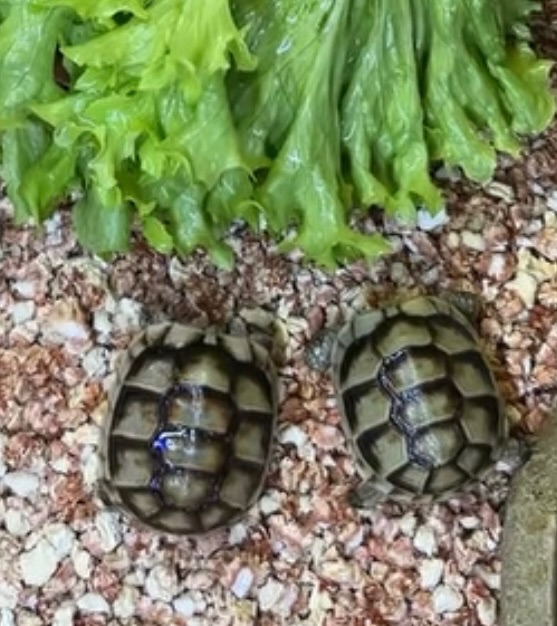 Облямована сухопутна черепаха