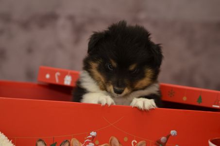 Цуценята породи шелті