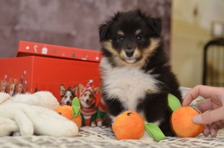 Цуценята породи шелті