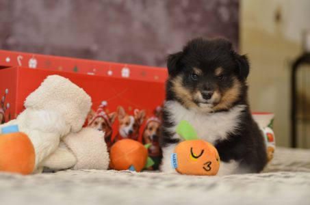 Цуценята породи шелті