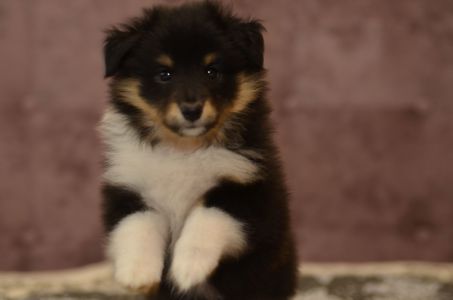 Цуценята породи шелті