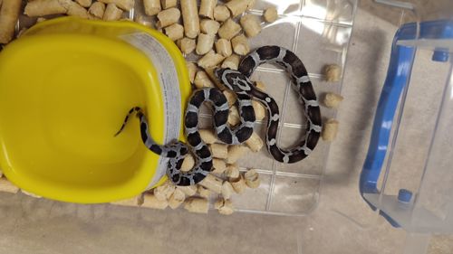 маїсовий полоз