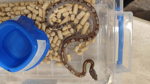 маїсовий полоз