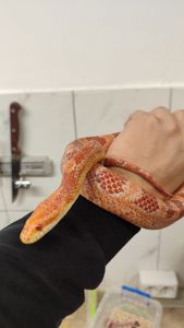 маїсовий полоз