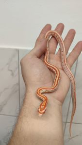 маїсовий полоз