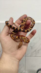 маїсовий полоз