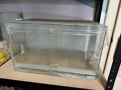 Облямована сухопутна черепаха