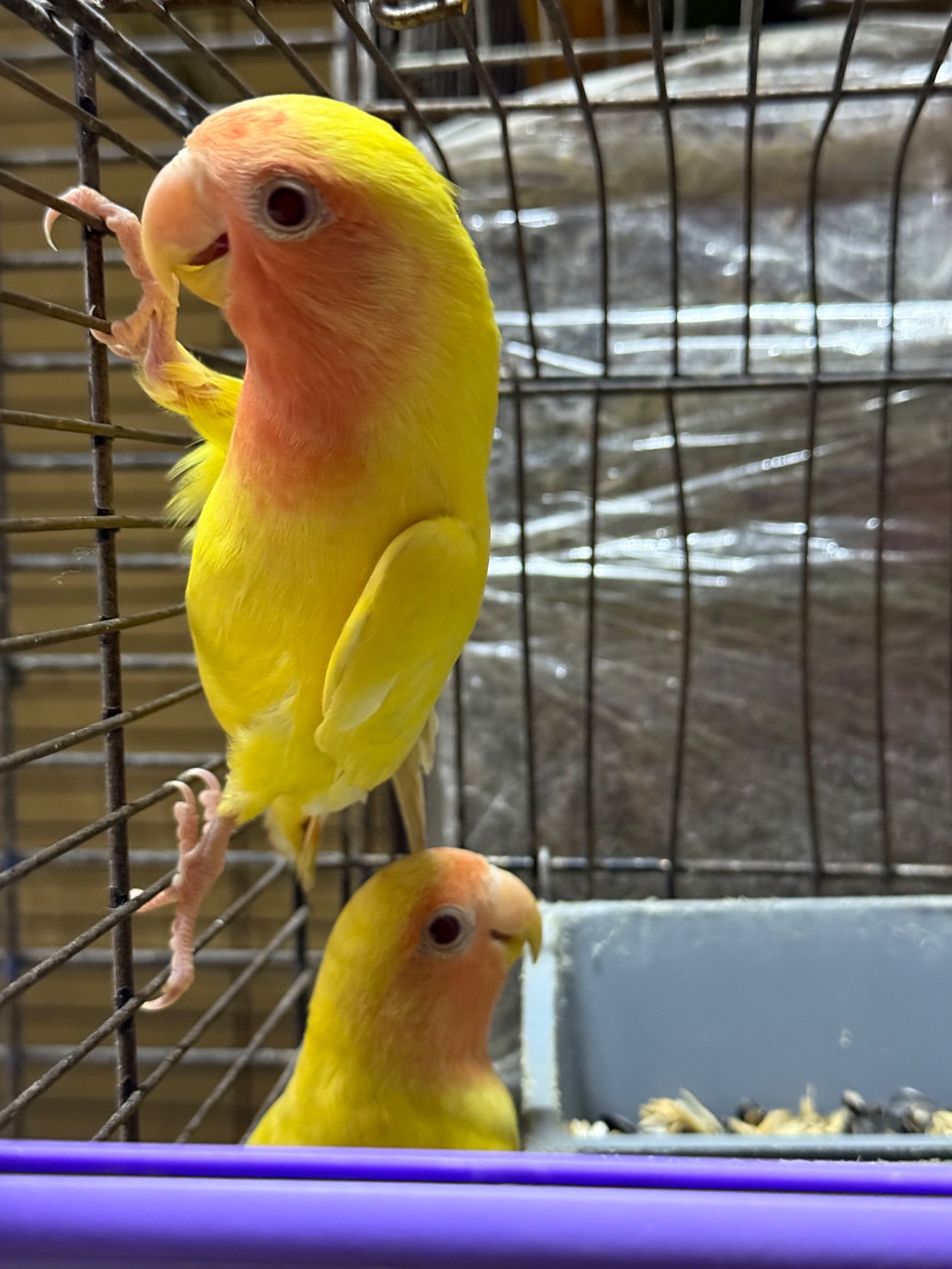 Папуги нерозлучники різних кольорів