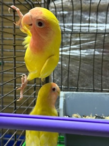 Папуги нерозлучники різних кольорів