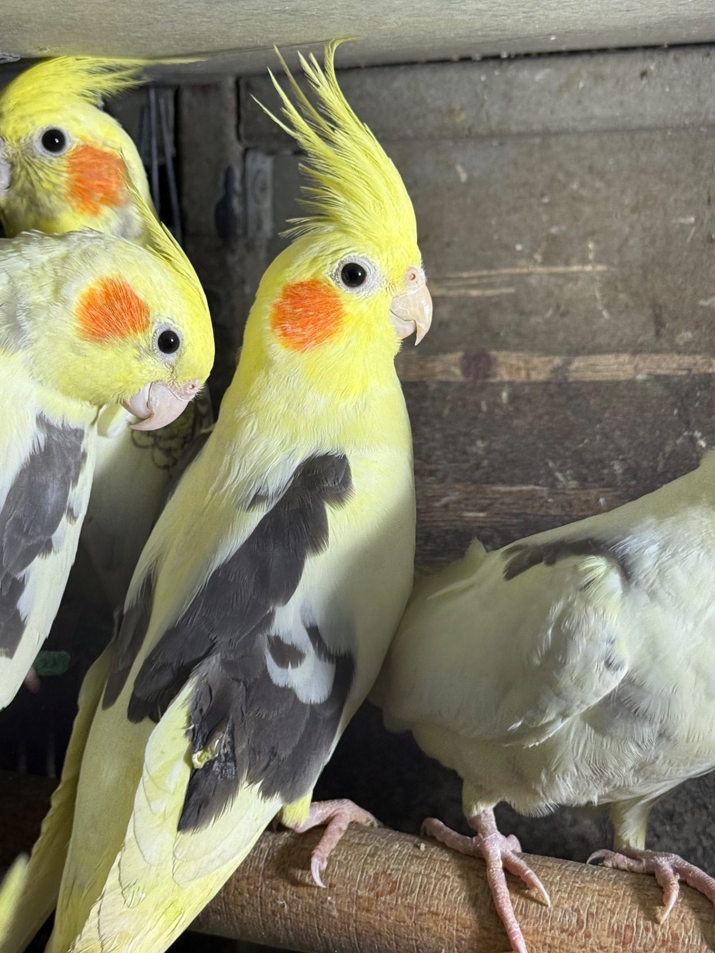 Папуга Корелла говорящі папуги молоді