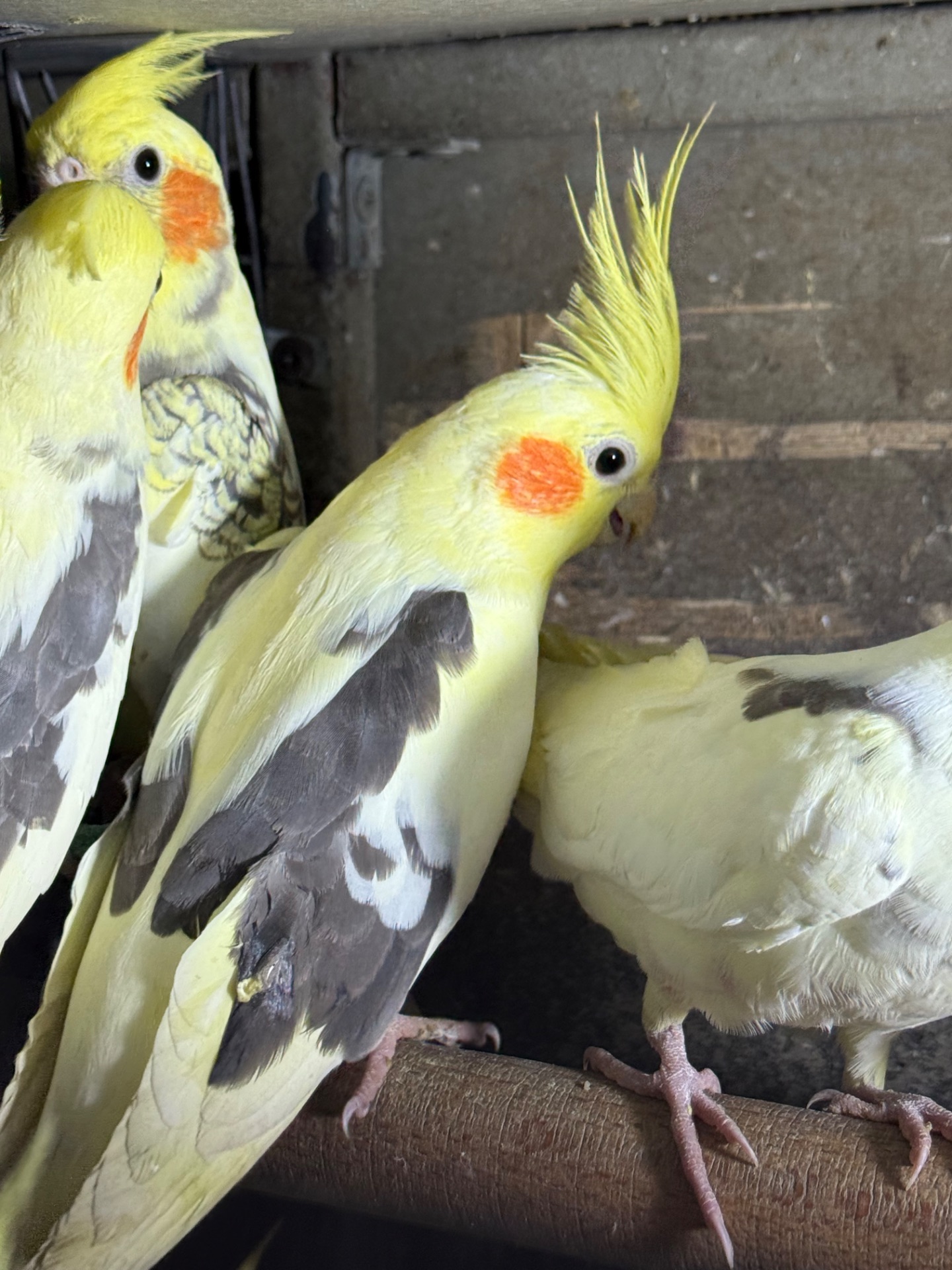 Папуга Корелла говорящі папуги молоді