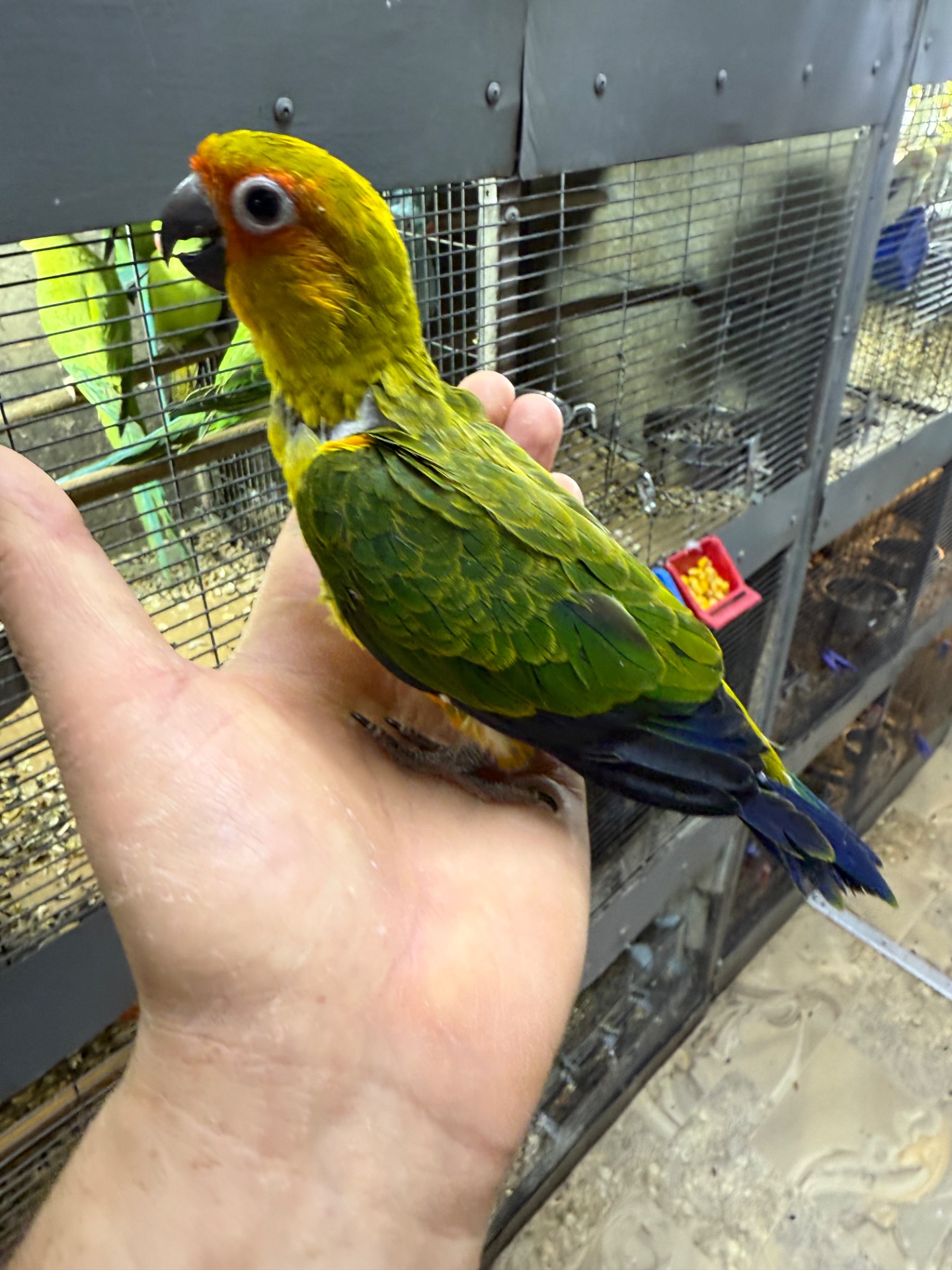 Самый классный и ручной попугай Аратинга