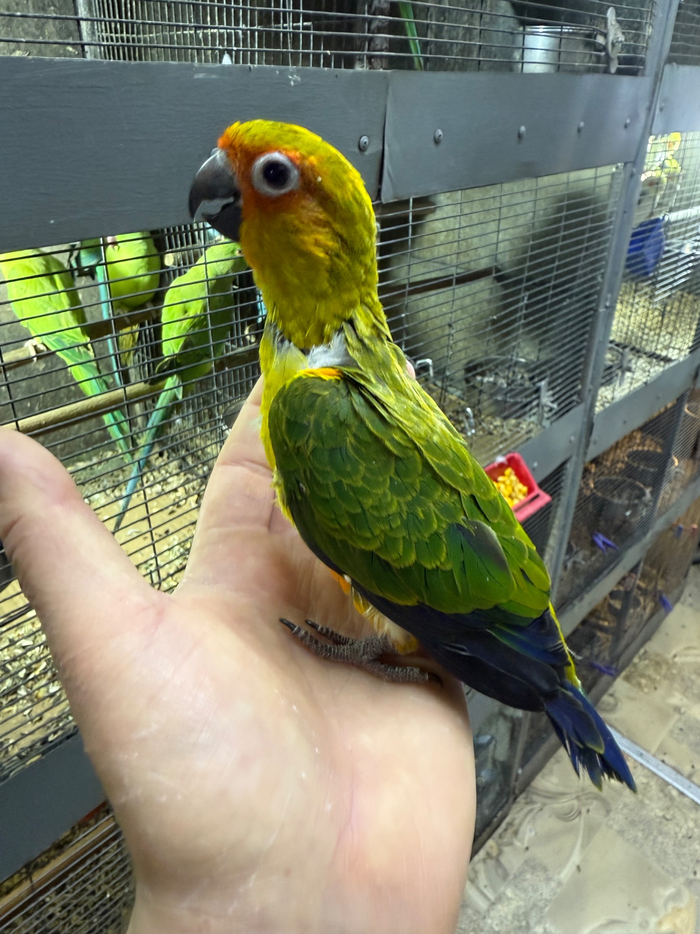 Самый классный и ручной попугай Аратинга