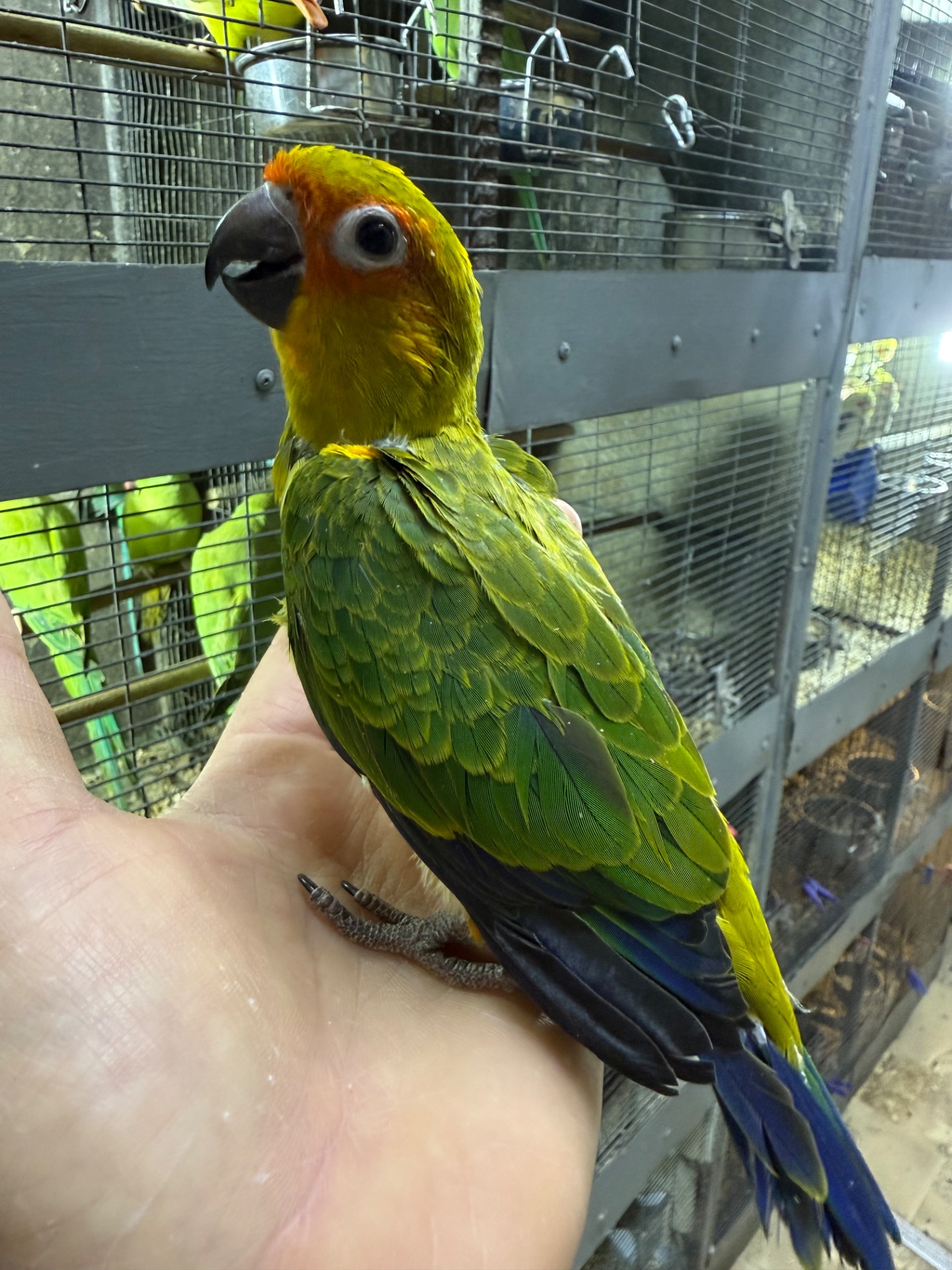 Самый классный и ручной попугай Аратинга