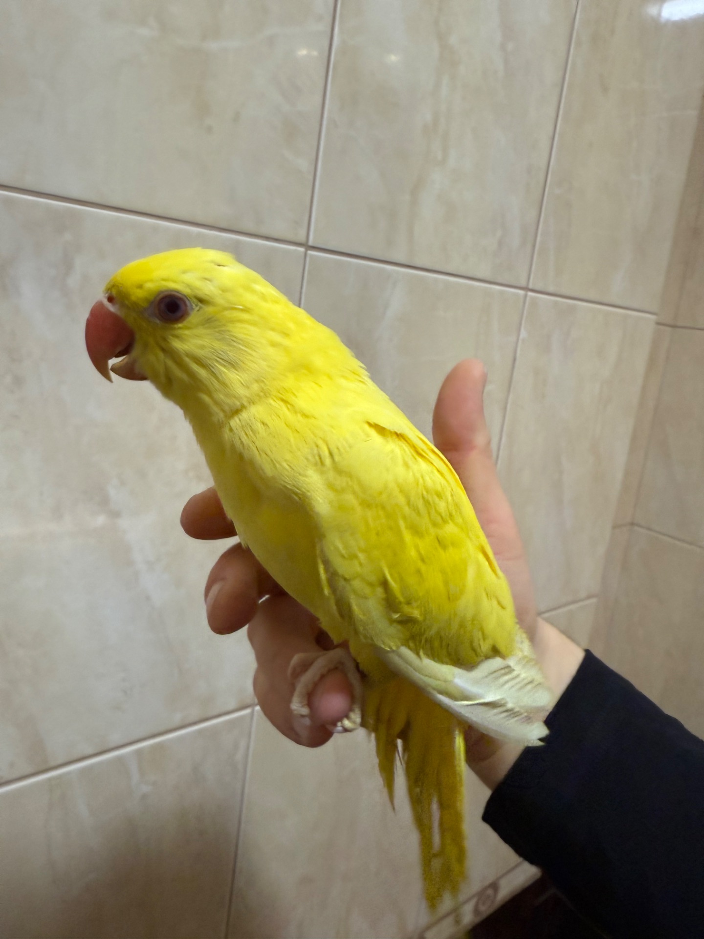 Ожерелові папужки пташенята молоді та ручні