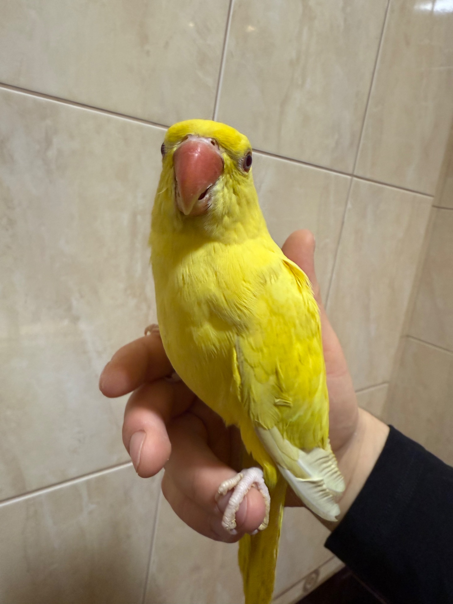 Ожерелові папужки пташенята молоді та ручні