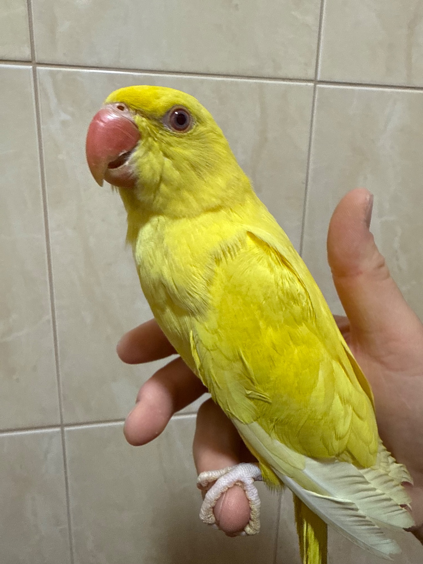 Ожерелові папужки пташенята молоді та ручні