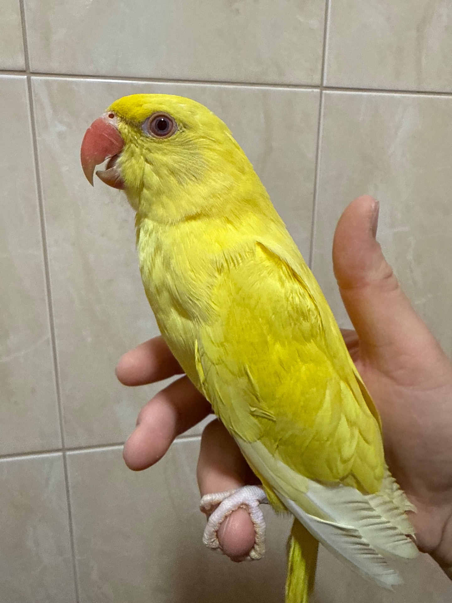 Ожерелові папужки пташенята молоді та ручні