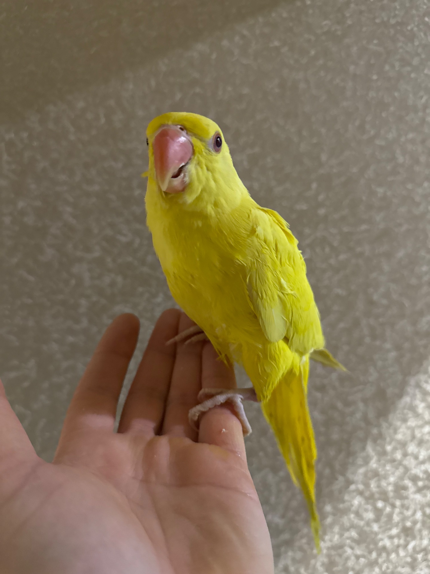 Ожерелові папуги пташенята молоді