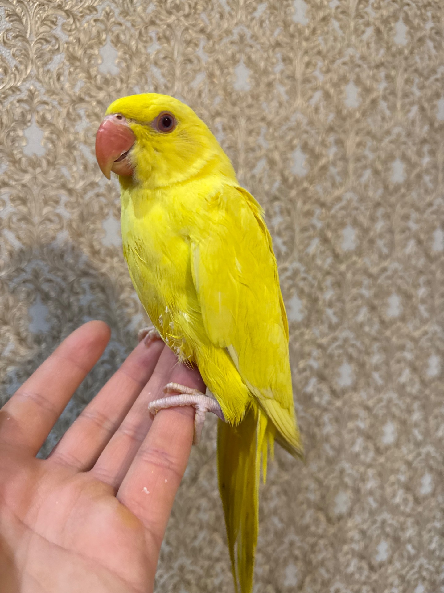 Ожерелові малюки пташенята ручні викормиш і