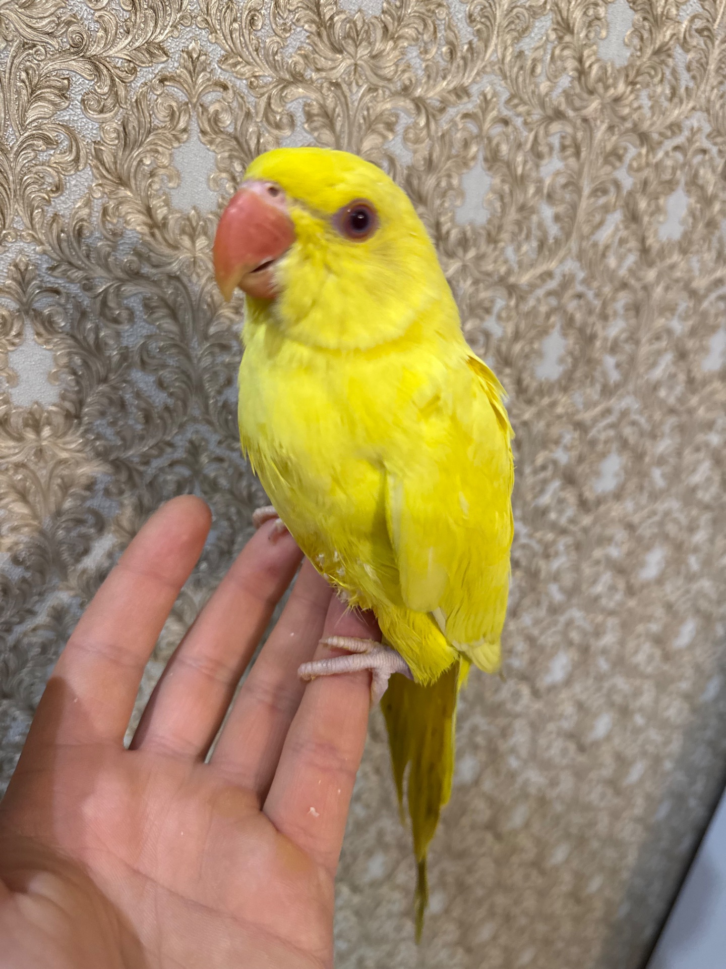 Ожерелові малюки пташенята ручні викормиш і