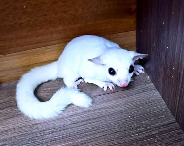 Цукровй поссум Білосніжний хлопчик