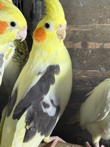 Папуга Корелла говорящі папуги молоді