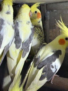 Папуга Корелла говорящі папуги молоді