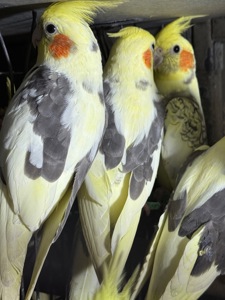 Папуга Корелла говорящі папуги молоді