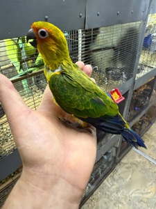 Самый классный и ручной попугай Аратинга