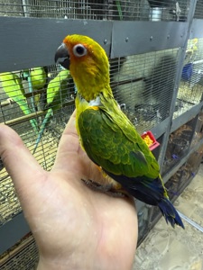 Самый классный и ручной попугай Аратинга
