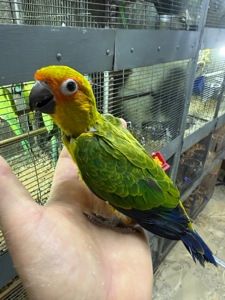 Самый классный и ручной попугай Аратинга